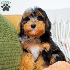 Jase, Mini Bernedoodle Puppy